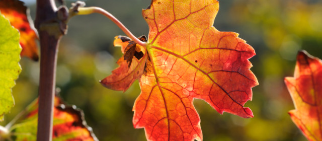 Wine Grape Leaves