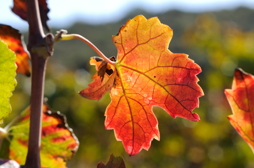 orange and red grape leave